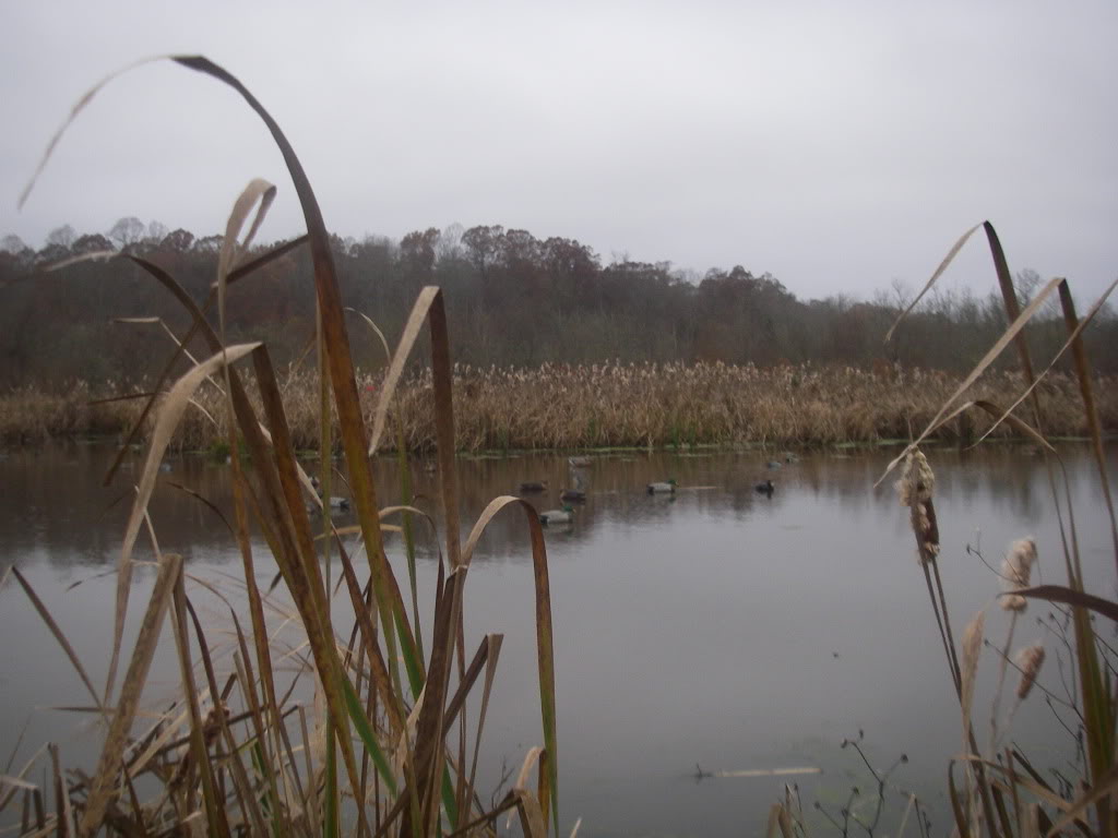 Duck hunting land georgia