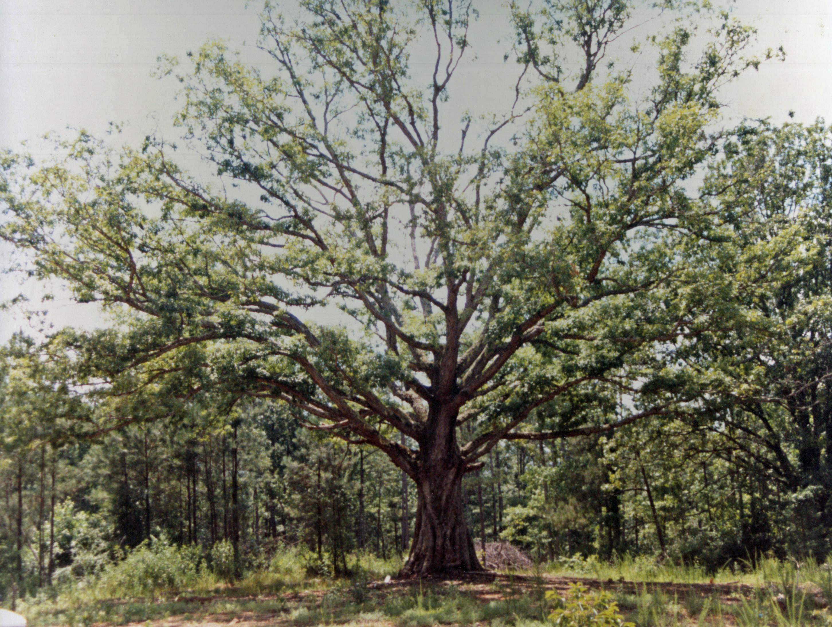 Holland Tree