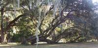 Hofwyl Plantation